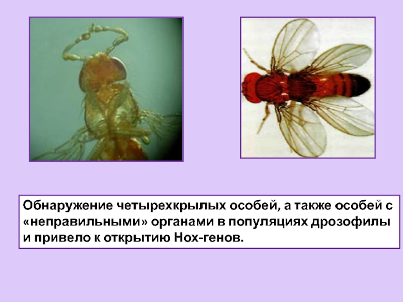 Дрозофила как объект генетических исследований презентация