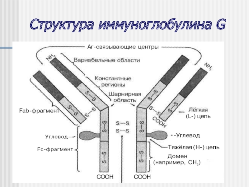 Схема строения иммуноглобулинов