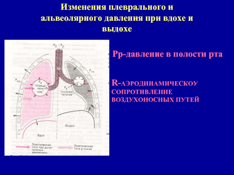 Давление в плевральной полости. Изменение плеврального давления при вдохе и выдохе. Изменение давления в плевральной полости. Давление в плевральной полости при вдохе. Давление в плевральной полости при вдохе и выдохе.