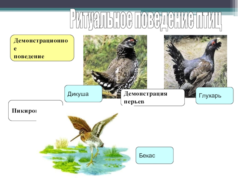 Презентация размножение птиц 7 класс биология