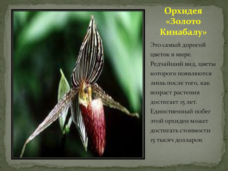 Золото кинабалу. Золотая Орхидея Кинабалу. Орхидея золото Кинабалу. Орхидея Кинабалу золото Кинабалу. Золотой Кинабалу цветок.