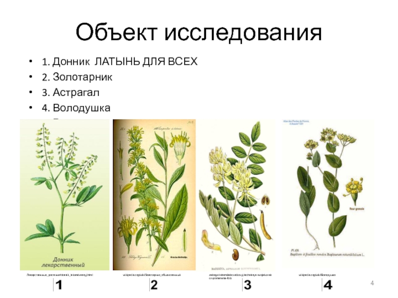 Лекарственный на латинском. Донник двухлетний желтый. Донник белый латынь. Донник золотарник. Донник лекарственный на латинском.