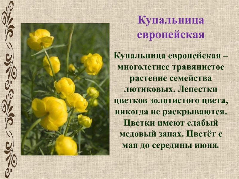 Купальница европейская цветок рисунок