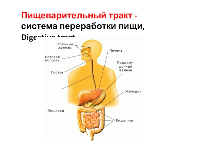 Пищеварительная система значение пищи. Пищеварительная система человека. Передвижение пищи по пищеварительному тракту. Схема пищеварительного тракта. Движение пищи по пищеварительной системе.