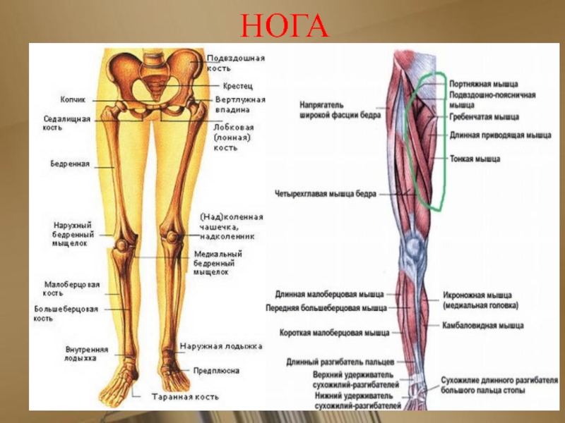 Ноги для презентации. Где находится крестец в ноге в голени. Пятыц крестец на ступне.