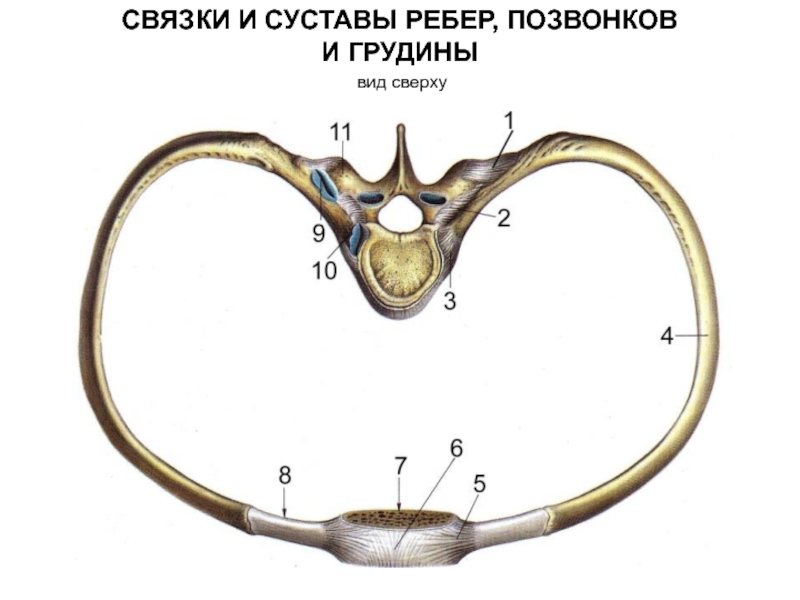 Ребро тип соединения. Сустав головки ребра и реберно поперечный сустав. Соединение ребер с позвонками и грудиной. Реберно позвоночные суставы анатомия. Грудино реберный сустав.