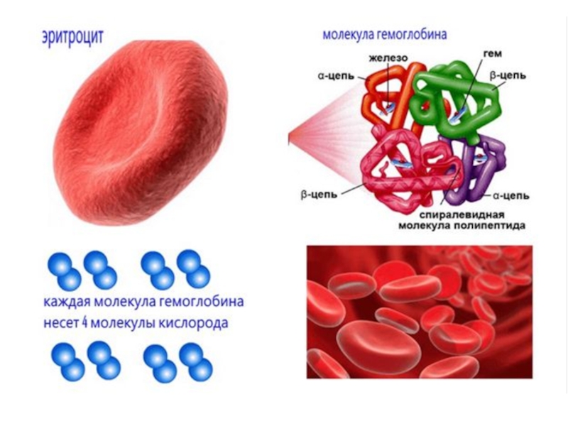 Гемоглобин мало почему. Гемоглобин кислород строение. Химическая формула гемоглобина крови человека. Гемоглобин картинка.