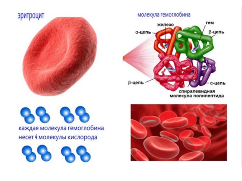 Гемоглобин картинки для презентации