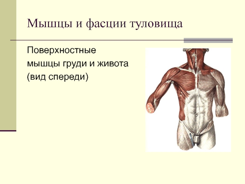 Поверхностныемышцы груди и живота(вид спереди)Мышцы и фасции туловища