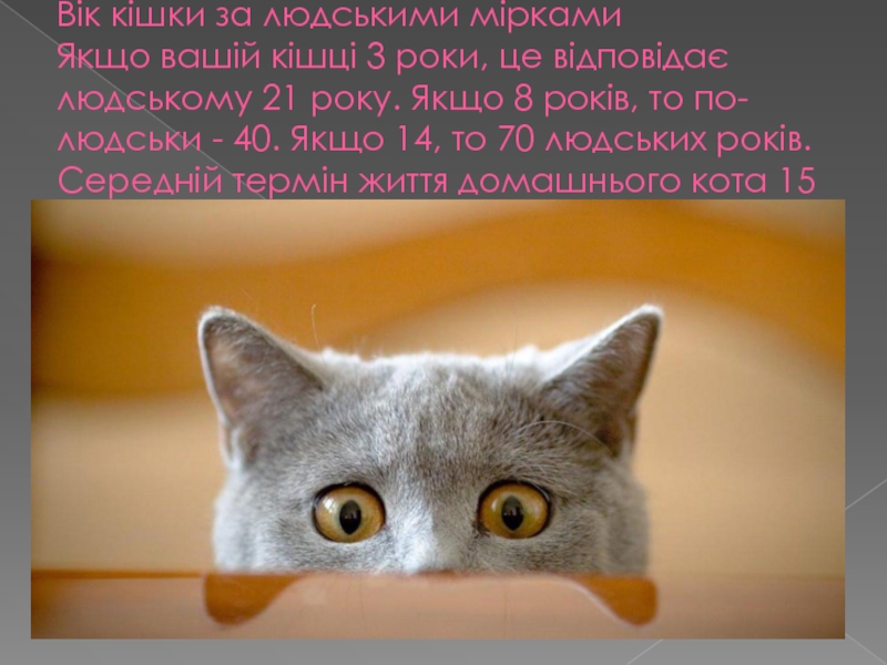 Вік кішки за людськими мірками  Якщо вашій кішці 3 роки, це відповідає людському 21 року. Якщо
