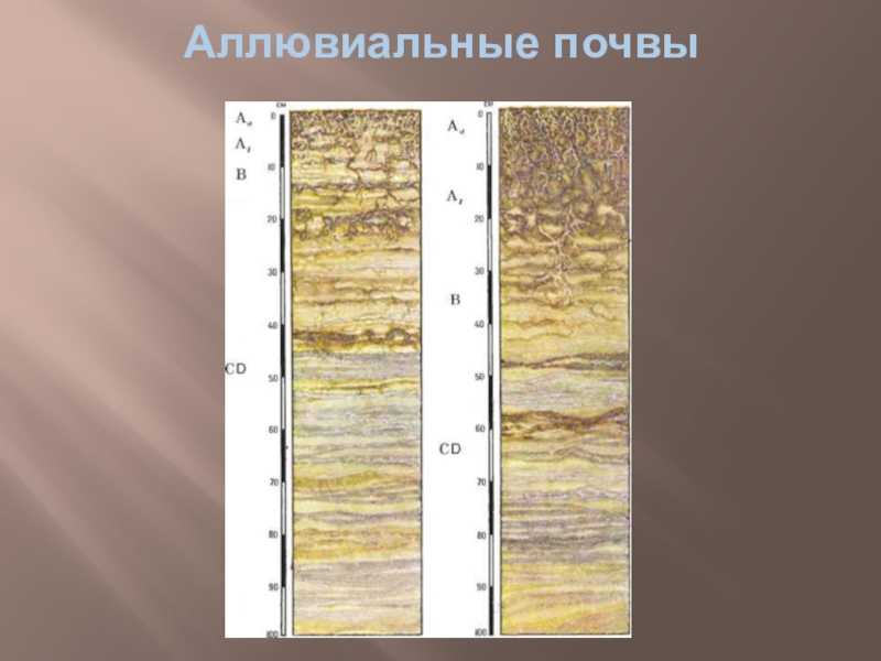 Почвы долины рек. Профиль аллювиально Луговой почвы. Аллювиальные дерновые почвы. Почвенный профиль аллювиальных почв. Аллювиально подзолистые почвы.