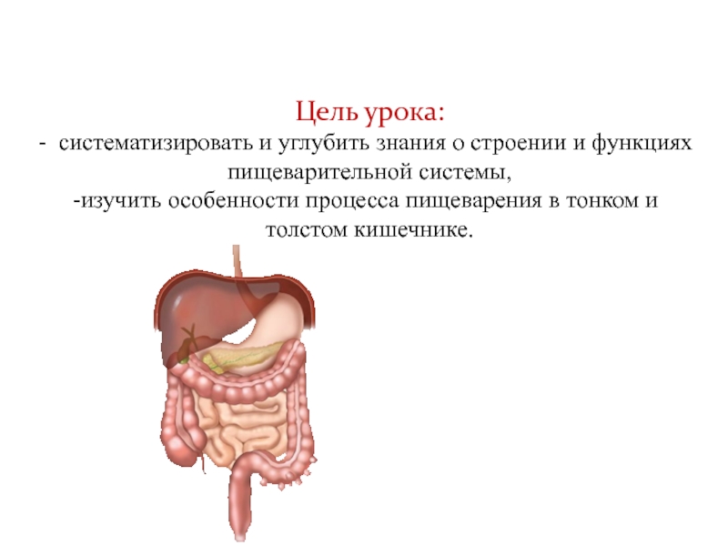 Роль печени в пищеварении презентация