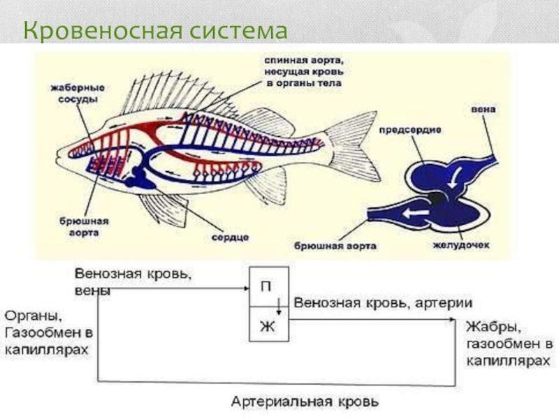 Контрольная работа по рыбам 8 класс биология. Внутреннее строение рыбы. Кровеносная система рыб. Внутреннее строение рыбы без подписей. Внутреннее строение рыбы без обозначений.