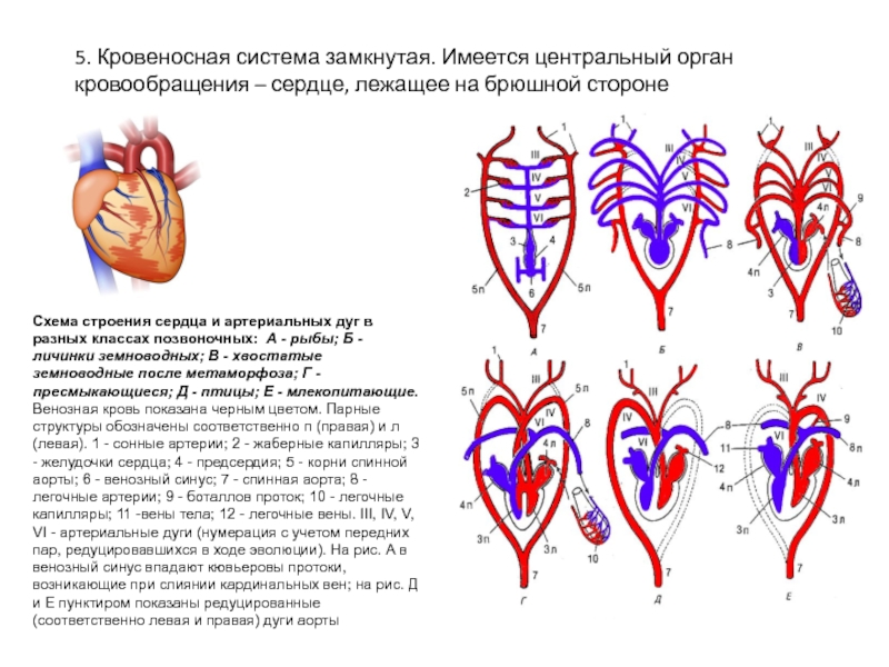 Схема строения сердца птиц