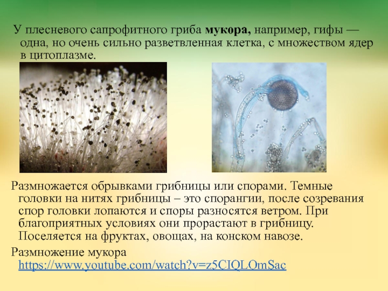 Клетка гриба мукор