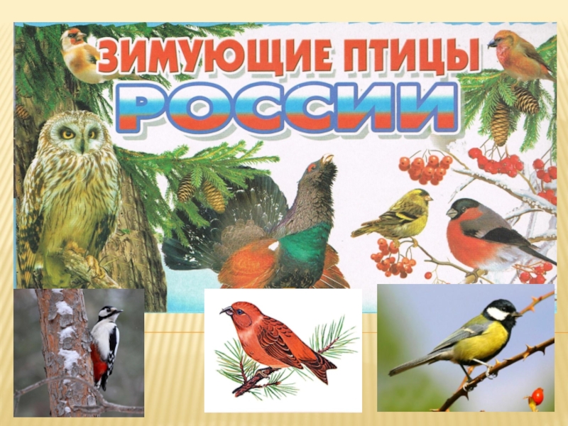 Презентация Как помочь зимующим птицам России