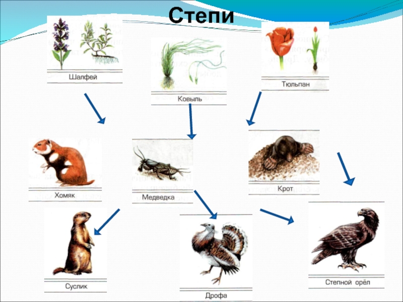 Пищевая цепь степи схема