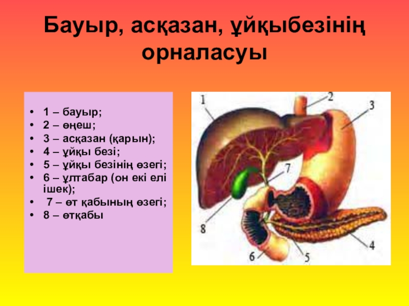 Бауыр патологиясы презентация