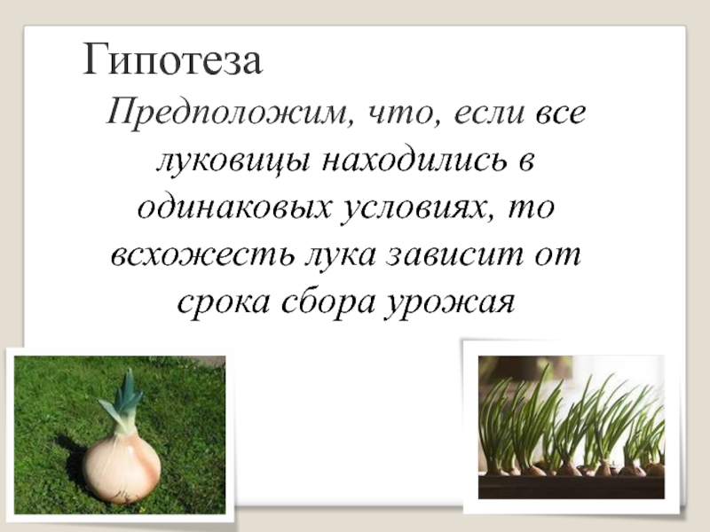 ГипотезаПредположим, что, если все луковицы находились в одинаковых условиях, то всхожесть лука зависит от срока сбора урожая