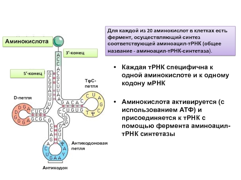 Соединение трнк с аминокислотой. АРСАЗА ТРНК. Строение аминоацил ТРНК синтетазы. Аминоацил-ТРНК-синтетаза присоединяет. Аминоацил-ТРНК-синтетаза (АРСАЗА).