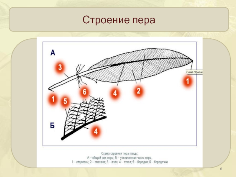 Схема пера птицы