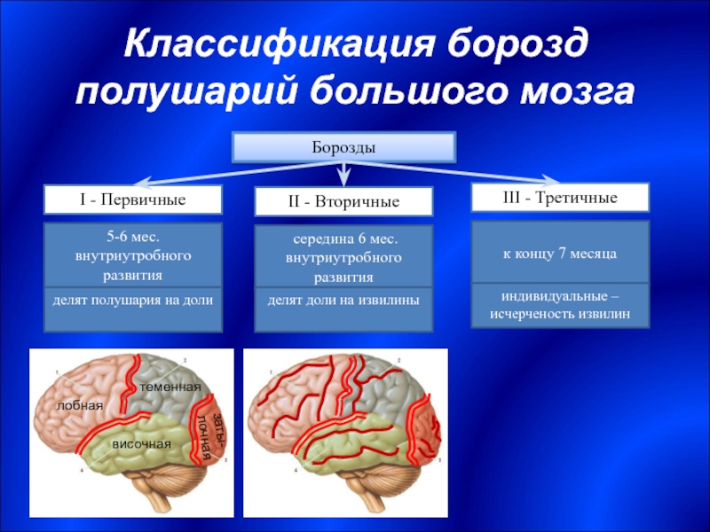 Классификация мозга. Первичные вторичные и третичные борозды головного мозга. Вторичные борозды мозга. Классификация больших полушарий. Классификация борозд полушарий.