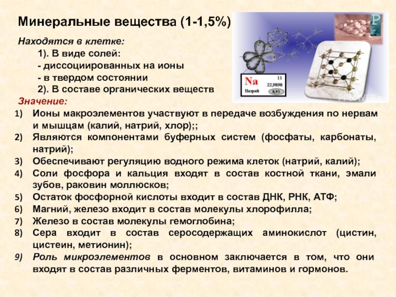 Минеральные вещества Твердые и диссоциированные на ионы. Что входит в состав мела биология животные.