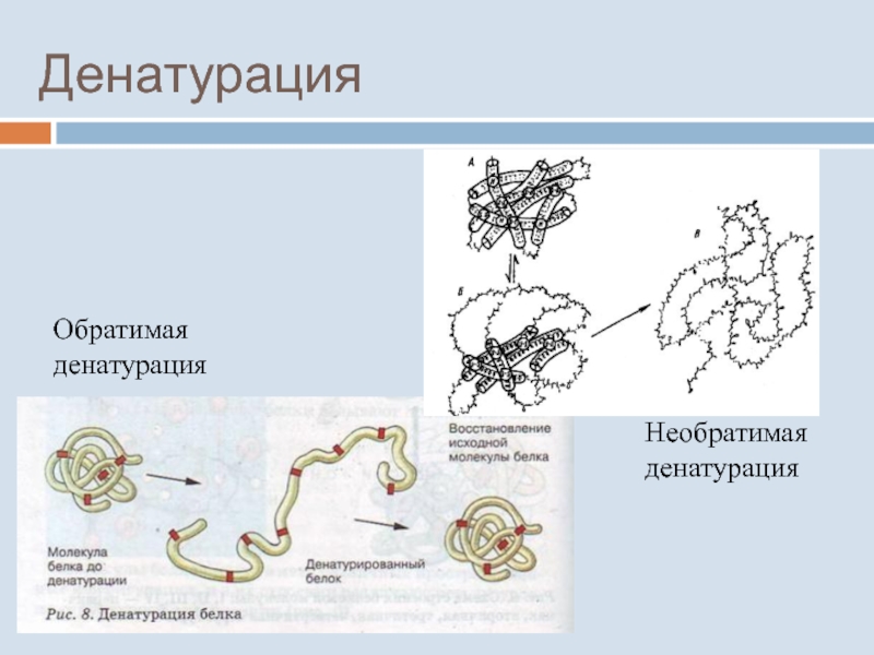 Процессы денатурации белков