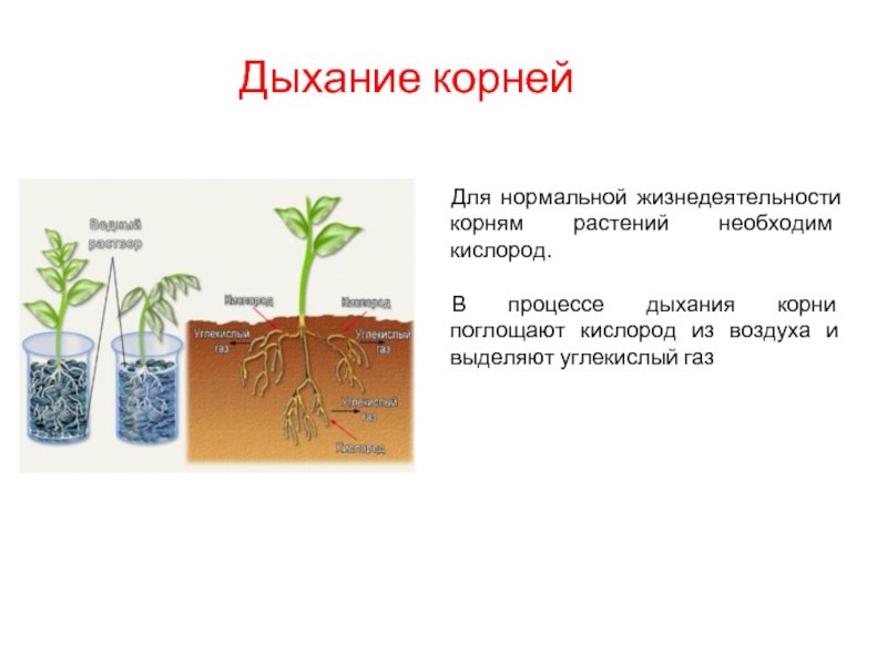 4 как усилить доступ воздуха к корням. Процессы жизни растений. Дыхание процесс поглощения растениями. В процессе дыхания растения поглощают.