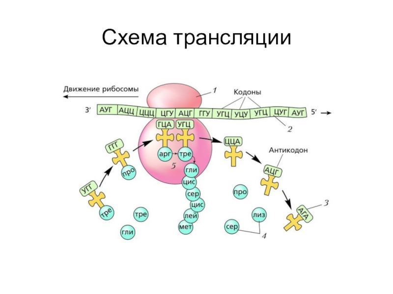 Рибосома биосинтез белка. Схема трансляции на рибосоме. Трансляция схема. Схема процесса трансляции. Трансляция биология.