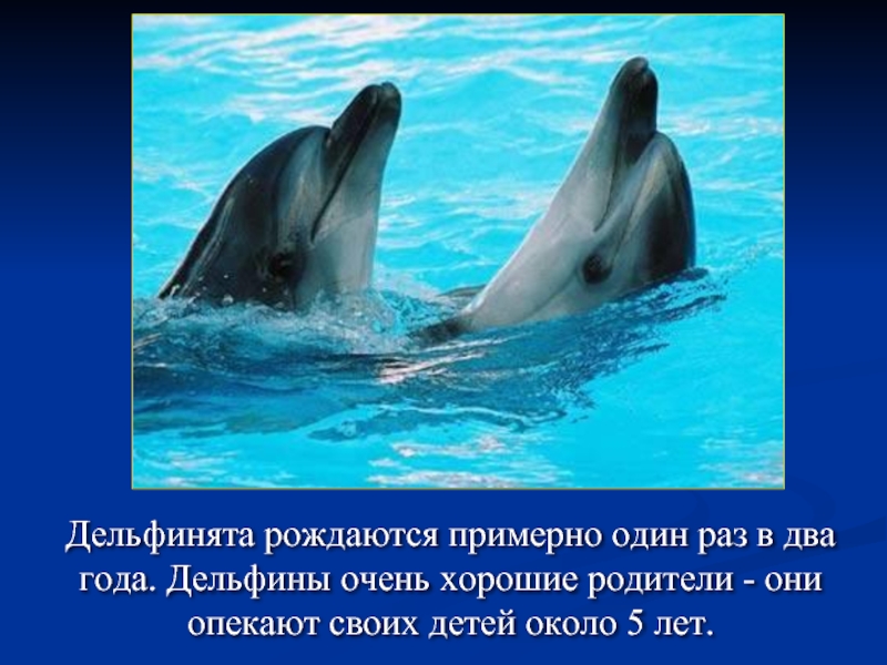Дельфинята рождаются примерно один раз в два года. Дельфины очень хорошие родители - они опекают своих детей