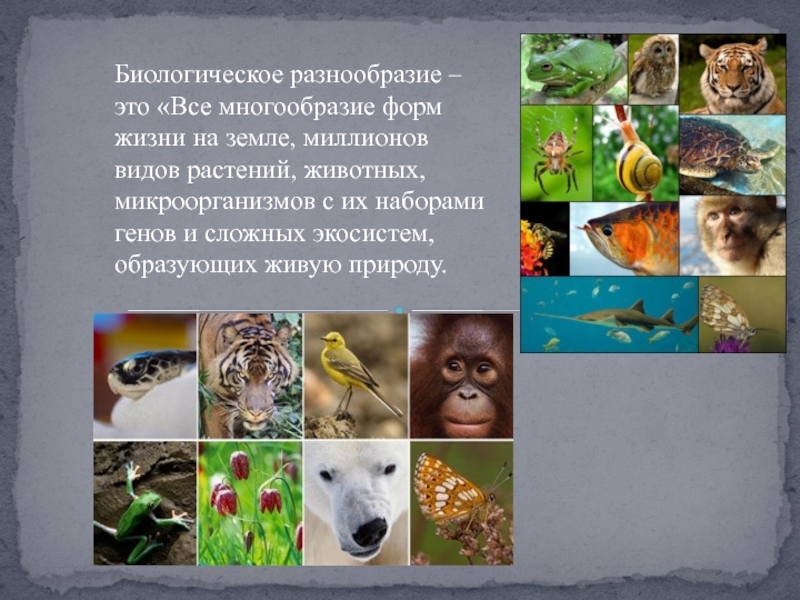 Биологическое разнообразие 5 класс. Биологическое разнообразие земли. Разнообразие видов животных. Многообразие видов на земле. Разнообразие форм жизни на земле.