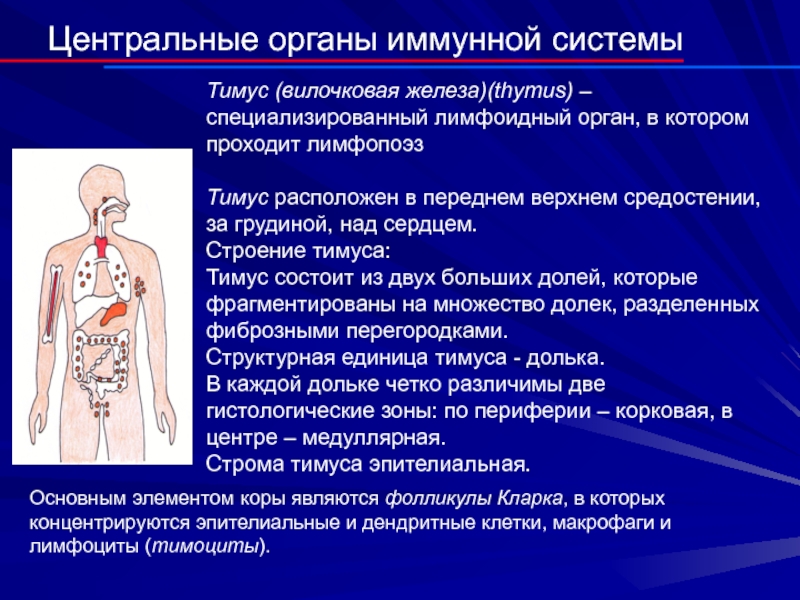 Центральные органы иммунной системыТимус (вилочковая железа)(thymus) – специализированный лимфоидный орган, в котором проходит лимфопоэз Тимус расположен в