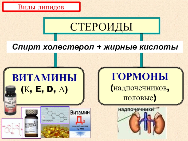 Функции липидов. Стероиды это липиды. Функции стероидов липидов. Витамин а относится к группе липидов. Энергетическая функция липидов.