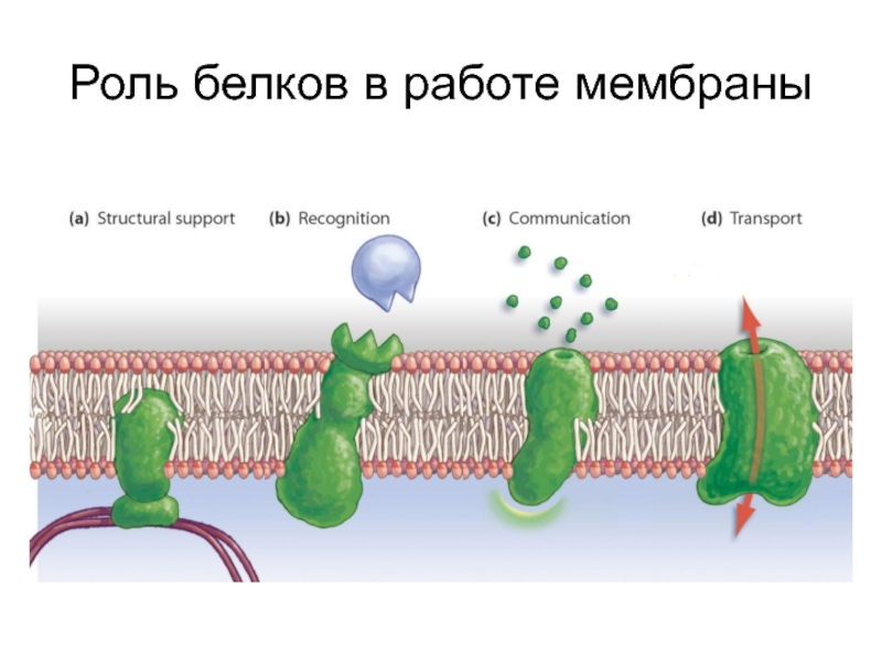 Транспорт белков. Роль белков в мембране. Мембрана презентация. Z мембрана.