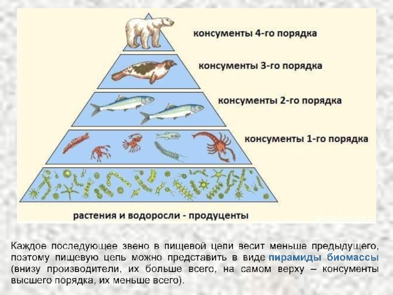 Презентация экологические пирамиды биология 11 класс