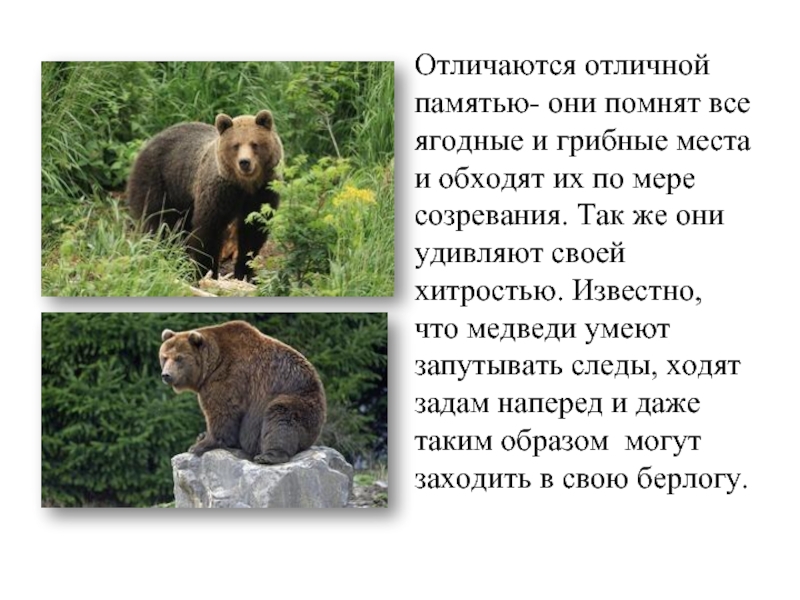 В каких природных зонах живет бурый медведь. Интересные факты о буром медведе. Бурый медведь интересные факты. Интересные факты о медведях. Бурый медведь факты.