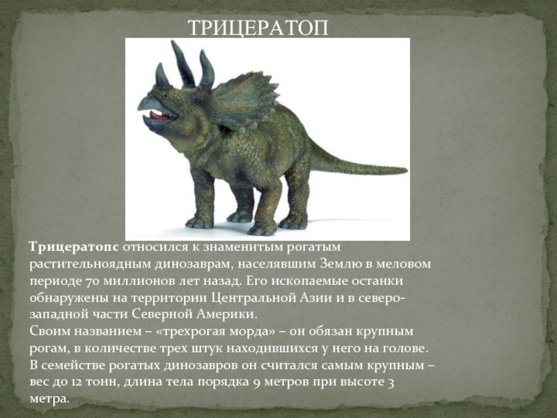 Трицератопс относился к знаменитым рогатым растительноядным динозаврам, населявшим Землю в меловом периоде 70 миллионов лет назад. Его ископаемые