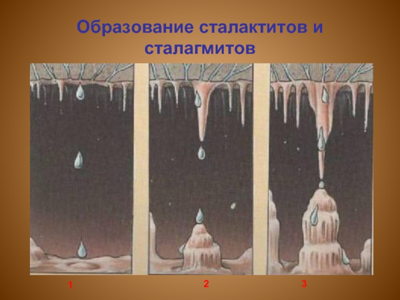 Как называется нарост в пещере обозначенный на рисунке цифрой 3