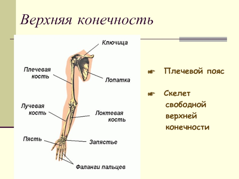 Верхняя конечностьПлечевой поясСкелет  свободной  верхней  конечности
