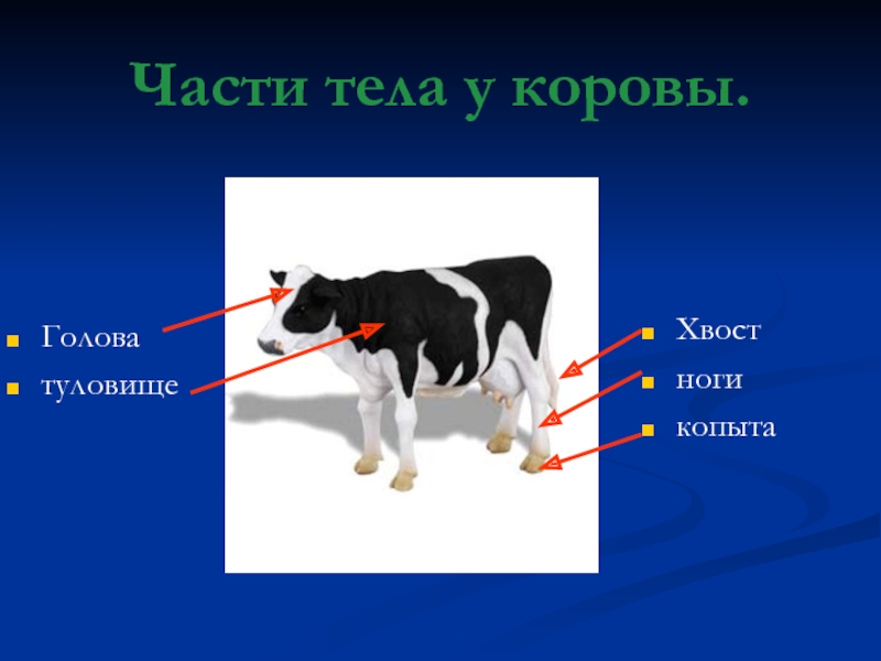 Голова туловище хвост. Части тела коровы. Корова строение тела. Домашние животные части тела. Части тела коровы для детей.