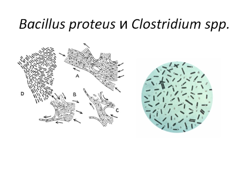 Бактерия spp. Палочковидные бактерии бациллы клостридии. Бациллус клостридиум. Clostridium pasteurianum микроскоп.