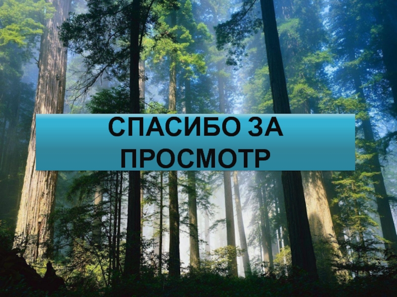 Лесные ресурсы находятся. Ресурсы леса. Лесные ресурсы мира. Лесные ресурсы география 10 класс. Леса планеты презентация.