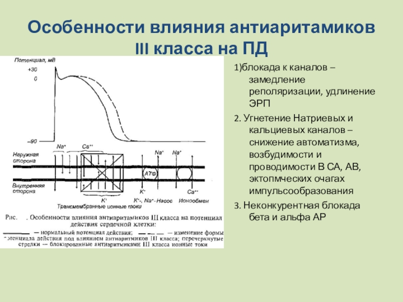 Блокаторы натриевых каналов презентация