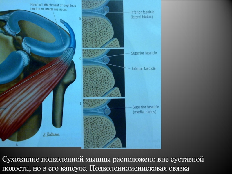 Сухожилие подколенной мышцы анатомия