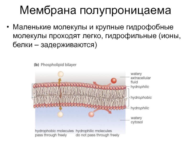 Мембрана это. Полупроницаемая мембрана строение. Полунепроницаемая мембрана. Полупроницаемость мембраны. Полупроницаемве мембаоы.