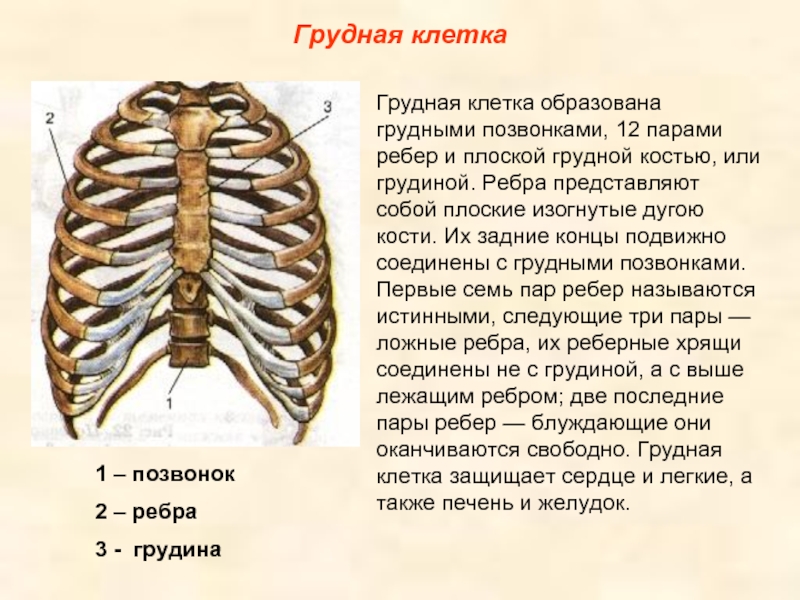 Ребро это. Строение скелета грудины. Строение скелета грудины человека. Анатомия скелет грудной клетки с описанием. Анатомия скелет грудной клетки ребра Грудина.