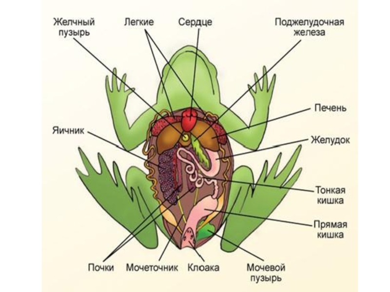 Схема строения пищеварительной системы земноводных