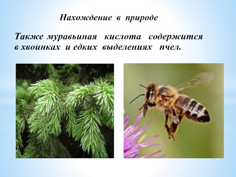 Нахождение в природеТакже муравьиная кислота содержится в хвоинках и едких выделениях  пчел.