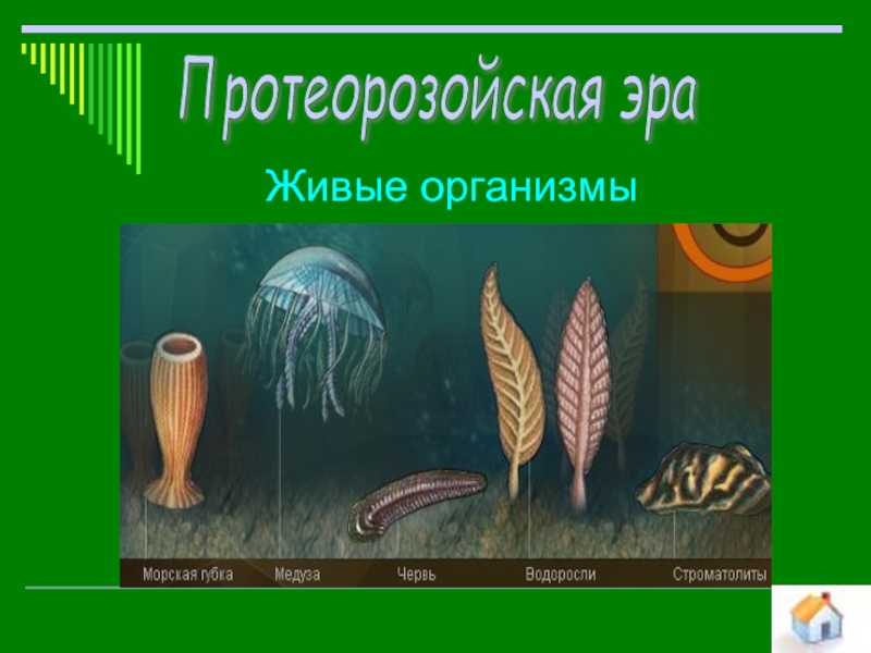 Черви ламинарии. Эры живых организмов. Ламинария червь. Верная Эра и живые организмы. Слово Эра картинка.